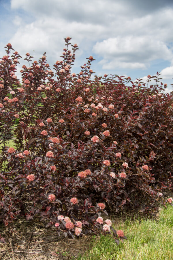 Physocarpus opulifolius Fireside® (FE)