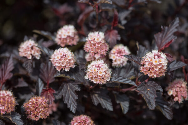 Physocarpus opulifolius Fireside® (FE) - Image 4