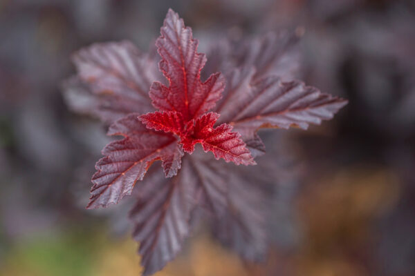 Physocarpus opulifolius Fireside® (FE) - Image 5