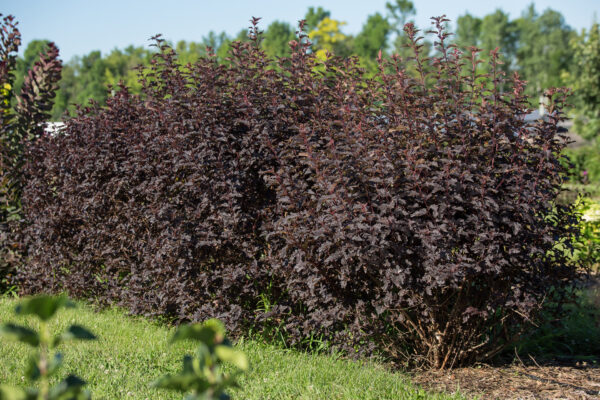 Physocarpus opulifolius Fireside® (FE) - Image 2
