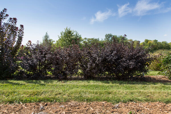 Physocarpus opulifolius Fireside® (FE) - Image 3