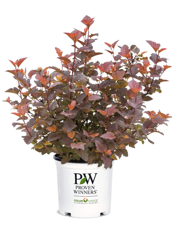 Physocarpus opulifolius Ginger Wine® (PW) - Image 6