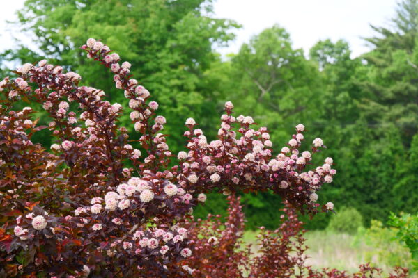 Physocarpus opulifolius Ginger Wine® (PW) - Image 3