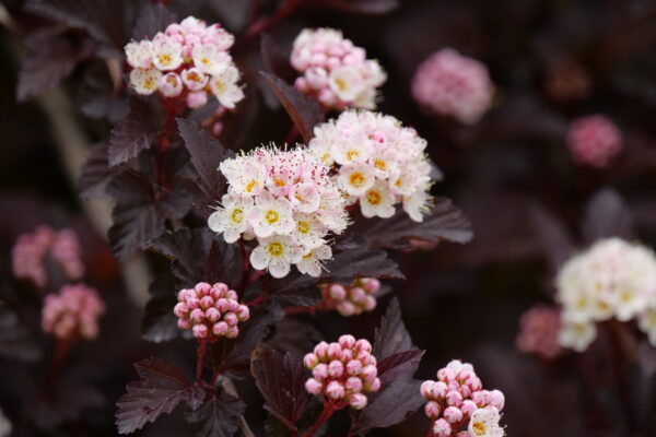 Physocarpus opulifolius Ginger Wine® (PW) - Image 4