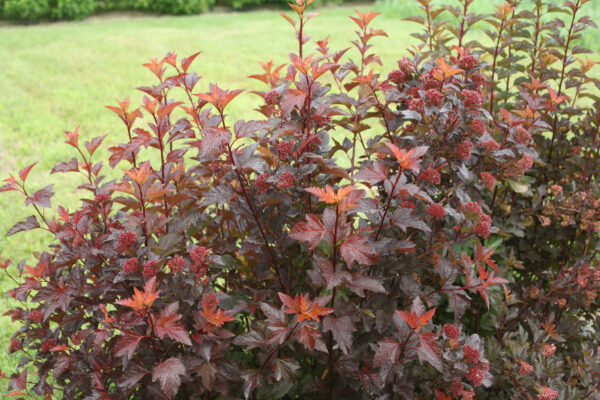 Physocarpus opulifolius Ginger Wine® (PW) - Image 5