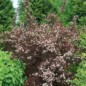 Physocarpus opulifolius Ginger Wine® (PW)
