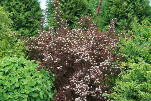 Physocarpus opulifolius Ginger Wine® (PW)