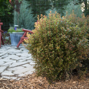 Physocarpus opulifolius Little Devil™ (FE)