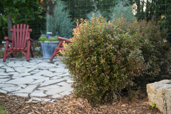 Physocarpus opulifolius Little Devil™ (FE)