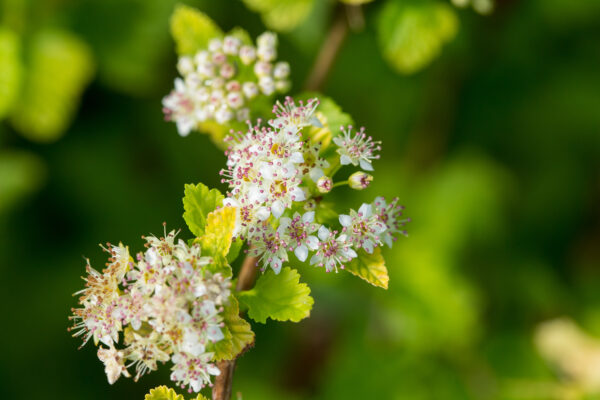 Physocarpus opulifolius Lucky Devil® (FE) - Image 3