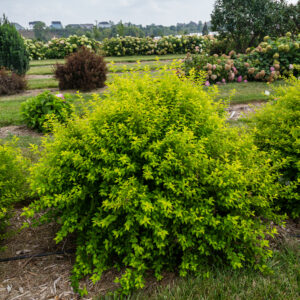 Physocarpus opulifolius Lucky Devil® (FE)