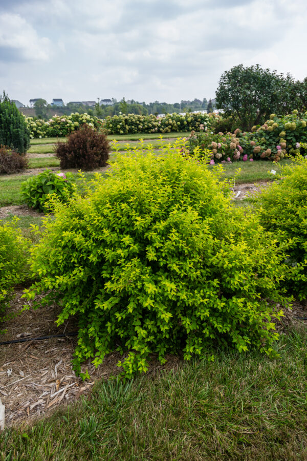 Physocarpus opulifolius Lucky Devil® (FE)