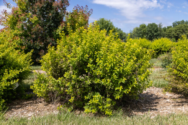 Physocarpus opulifolius Lucky Devil® (FE) - Image 2