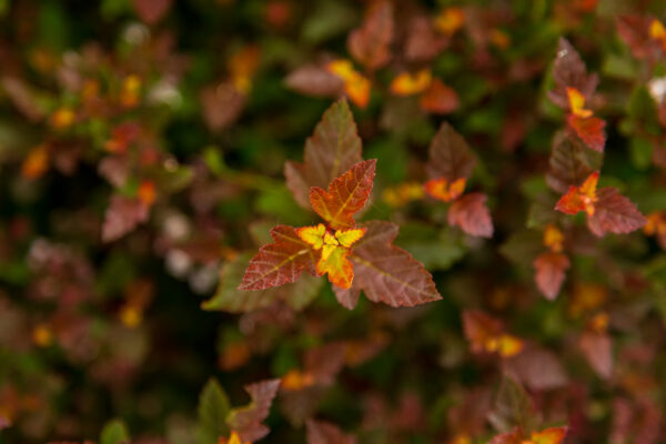 Physocarpus opulifolius Spicy Devil® (FE) - Image 4