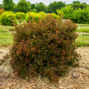Physocarpus opulifolius Spicy Devil® (FE)