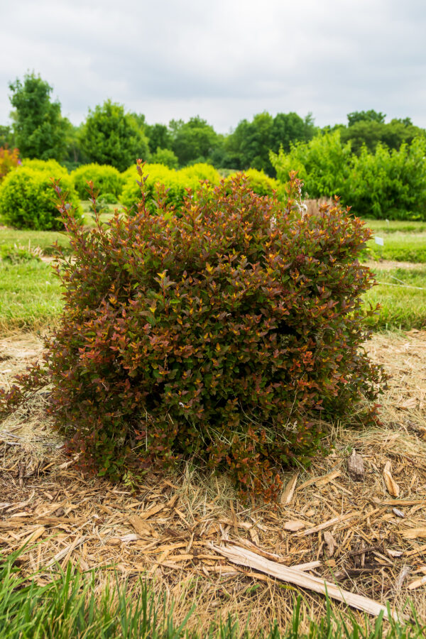 Physocarpus opulifolius Spicy Devil® (FE)
