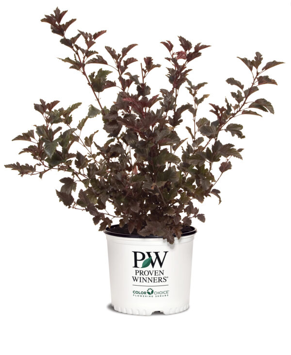 Physocarpus opulifolius Summer Wine® (PW) - Image 5