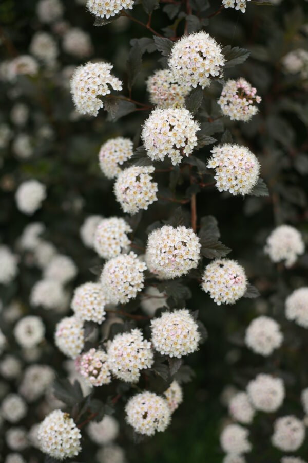 Physocarpus opulifolius Summer Wine® (PW) - Image 4