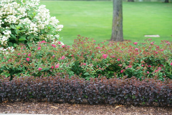 Physocarpus opulifolius Summer Wine® (PW) - Image 3