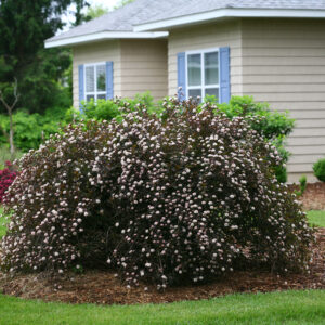 Physocarpus opulifolius Summer Wine® (PW)