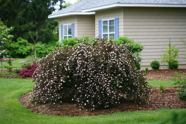 Physocarpus opulifolius Summer Wine® (PW)