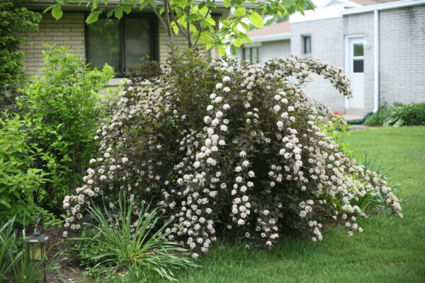 Physocarpus opulifolius Summer Wine® (PW) - Image 2