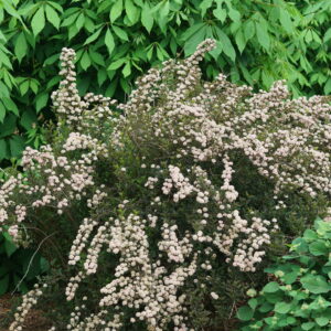 Physocarpus opulifolius Tiny Wine® (PW)