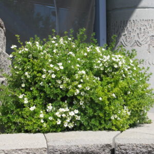 Potentilla fruticosa Abbotswood
