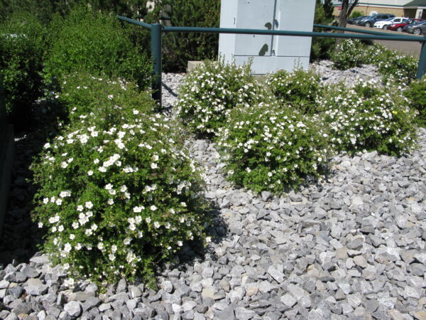 Potentilla fruticosa Abbotswood - Image 2