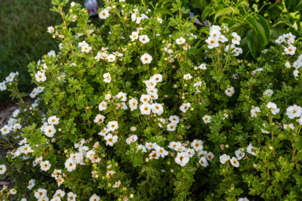 Potentilla fruticosa Creme Brulee™ (FE) - Image 4