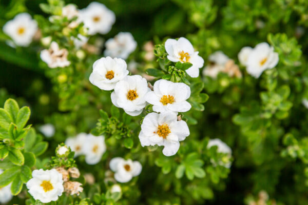 Potentilla fruticosa Creme Brulee™ (FE) - Image 5