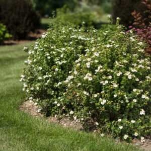 Potentilla fruticosa Creme Brulee™ (FE)