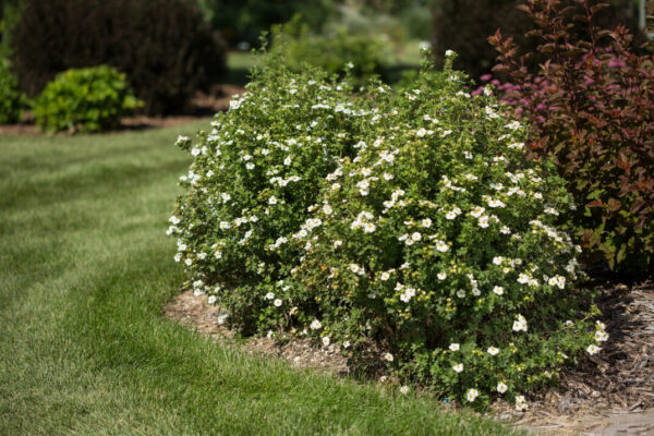 Potentilla fruticosa Creme Brulee™ (FE)