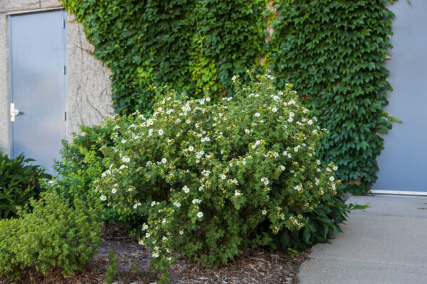Potentilla fruticosa Creme Brulee™ (FE) - Image 3