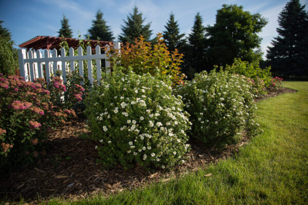 Potentilla fruticosa Creme Brulee™ (FE) - Image 2