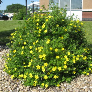 Potentilla fruticosa Goldfinger