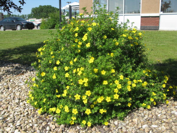 Potentilla fruticosa Goldfinger