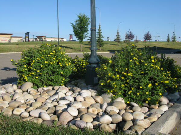 Potentilla fruticosa Goldfinger - Image 3