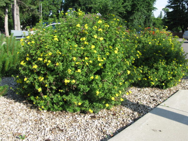 Potentilla fruticosa Goldfinger - Image 2