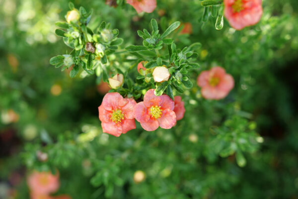 Potentilla fruticosa Happy Face® Orange (PW) - Image 4