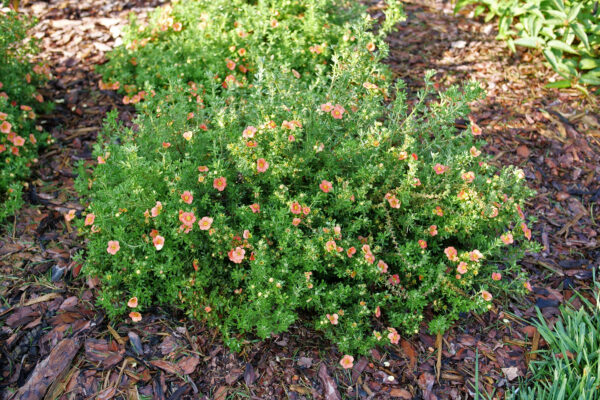 Potentilla fruticosa Happy Face® Orange (PW) - Image 2