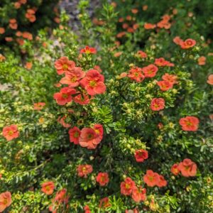 Potentilla fruticosa Happy Face® Orange (PW)