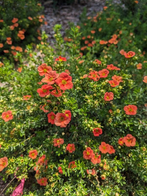 Potentilla fruticosa Happy Face® Orange (PW)