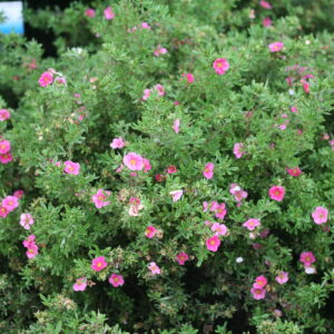 Potentilla fruticosa Happy Face® Pink Paradise (PW)