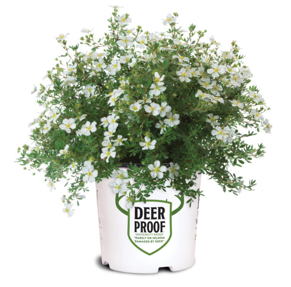 Potentilla fruticosa Happy Face® White (PW) - Image 5
