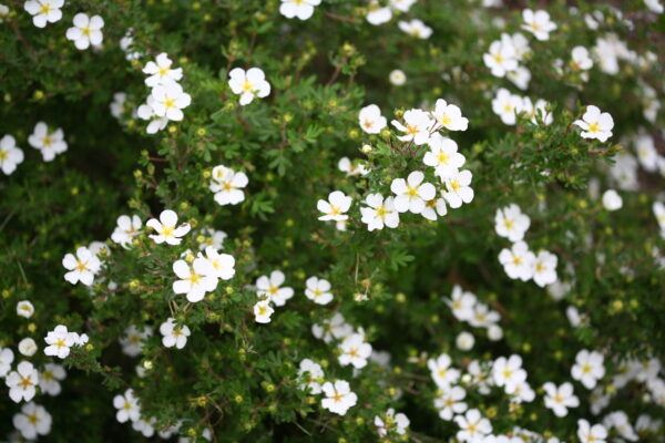 Potentilla fruticosa Happy Face® White (PW) - Image 4