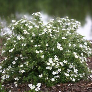 Potentilla fruticosa Happy Face® White (PW)