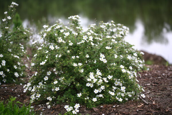 Potentilla fruticosa Happy Face® White (PW)