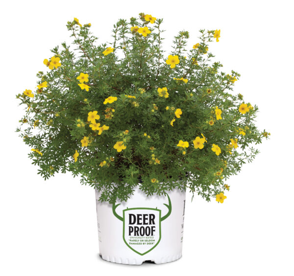 Potentilla fruticosa Happy Face® Yellow (PW) - Image 6