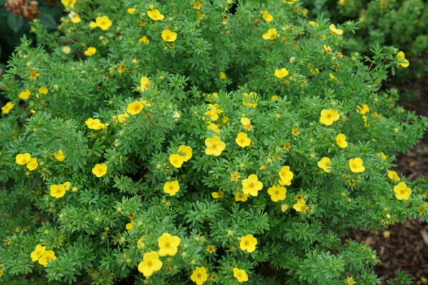 Potentilla fruticosa Happy Face® Yellow (PW) - Image 4